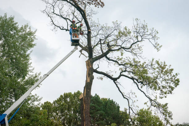 How Our Tree Care Process Works  in  Winthrop Harbor, IL